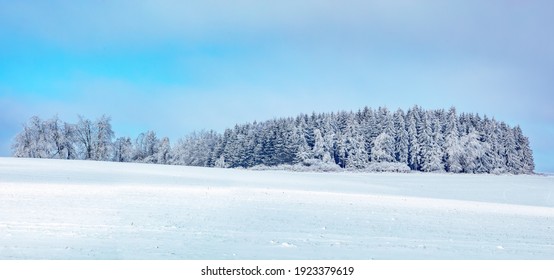 Forest Landscape, Winter Holiday Theme. Spruce Tree Covered By White Snow Czech Republic, Vysocina Region Highland