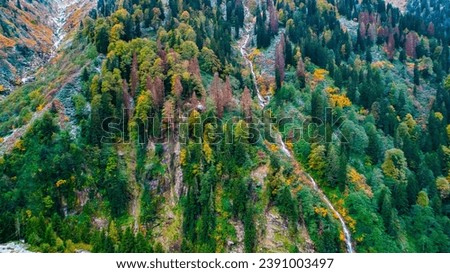 Forest landscape with yellow leaves in autumn season. Ayder Plateau in Camlihemsin. Rize, Turkey.
