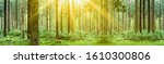 Forest landscpape background panorama banner long - Tress in the forest illuminated by the morning sun