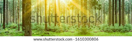 Forest landscpape background panorama banner long - Tress in the forest illuminated by the morning sun