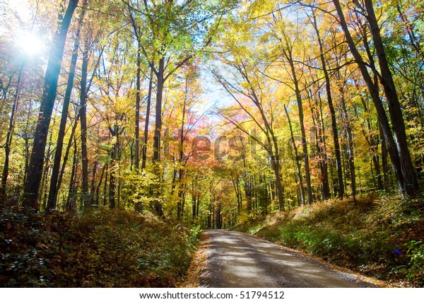forest lane and fall trees