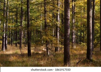 A Forest With Larch Trees And Purple Moor Grass In Autumn Colors