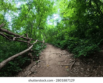A forest is a large ecosystem with dense tree and vegetation cover, serving as a source of oxygen, a habitat for wildlife, and the headwaters of streams and rivers.