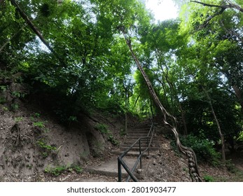A forest is a large ecosystem with dense tree and vegetation cover, serving as a source of oxygen, a habitat for wildlife, and the headwaters of streams and rivers.