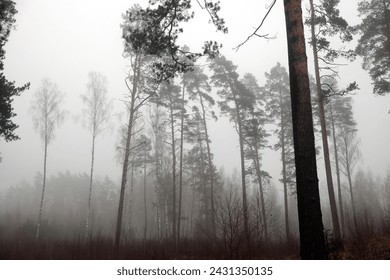 a forest of large pine trees in very foggy weather