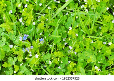 Forest lawn after rain, top view. Little white and blue flowers Veronica filiformis or Veronica szechuanica and green clover leaves