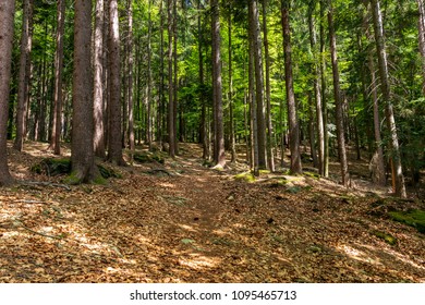 Forest With Leaf And Sunrays In The Bavarian Forest