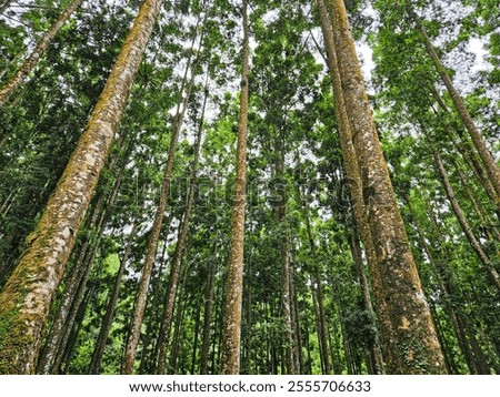 Similar – Image, Stock Photo Many pine trees in the park. Sorted neatly.