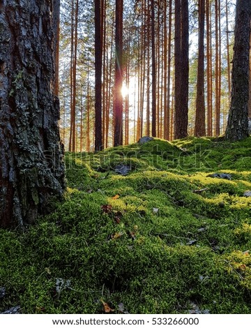 Similar – Image, Stock Photo Pine forest against the light