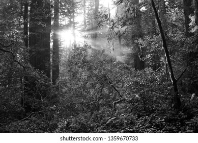 Forest Light Rays