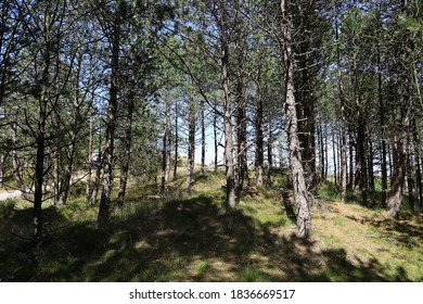 Forest with light and shade on a summer day in July