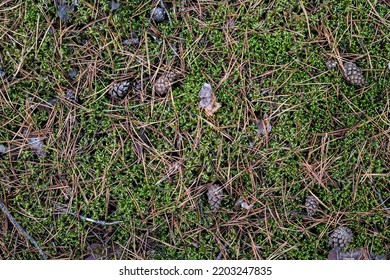 Forest litter. fallen dry pine needles. Green moss. Polytrichum commune. Sphagnum in the autumn forest. Pine bark. Pine cones on the ground. Polytrichum commune