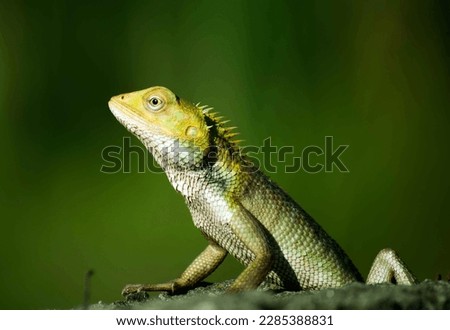 forest lizard, also known as the forest crested lizard, is an agamid lizard found in South China, India, Burma, Thailand, Laos, Vietnam, Malaysia, and Cambodia. It is also reported fro