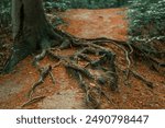 forest long roots tree narrow focus autumnal seasonal natural scenic view of woods environment space