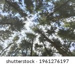 In a Forest, Looking Up