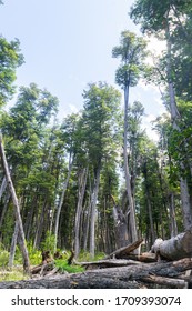 Forest In Los Alerces National Park