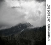 A forest with lots of trees and a mountain in the background on a cold foggy day