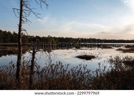 Forest lowland swamp at sunset. Unsteady coast and hummocks overgrown with moss and fragrant marsh wild rosemary. The beautiful blue sky and pink cloudy haze are reflected in the calm water surface