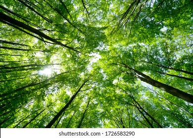 Forest, lush foliage, tall trees at spring or early summer - photographed from below - Shutterstock ID 1726583290