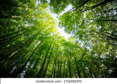 Forest, lush foliage, tall trees at spring or early summer - photographed from below - Shutterstock ID 1726583293