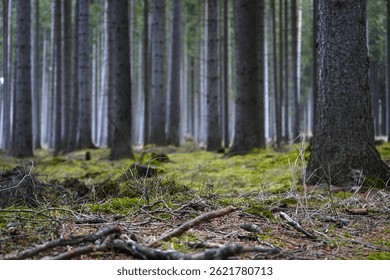 Un bosque con exuberante musgo verde que cubre el suelo y caminos sinuosos que atraviesan el bosque. La escena evoca una sensación de aventura, tranquilidad y la belleza de los caminos de la naturaleza.