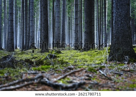 A forest with lush green moss covering the ground and winding roads cutting through the woodland. The scene evokes a sense of adventure, tranquility, and the beauty of nature’s pathways.