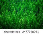 Forest of lush green pine trees in wilderness mountains rugged forrest of fresh growth environment