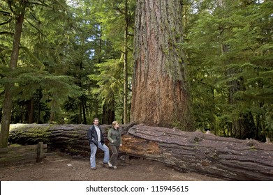 Forest - MacMillan Park "Cathedral Grove" in Vancouver Island, Canada