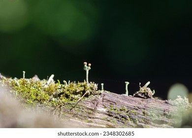 from the forest and the macro world
