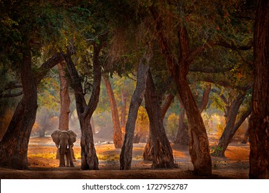 Forest Mana Pools NP, Zimbabwe in Africa. Elephant in the old forest, evening light, sun set. Magic wildlife scene in nature. African elephant in beautiful habitat. Art view in nature.