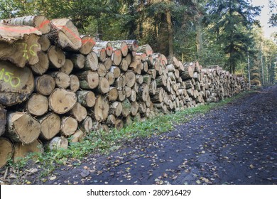 Forest Management, A Pile Of Felled Trees