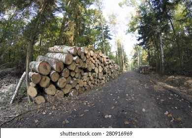 Forest Management, A Pile Of Felled Trees