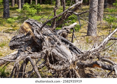 a forest with many trees, but in the foreground two large fallen trees, partially decayed.