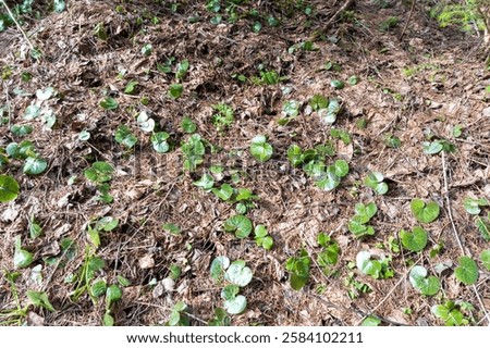 Similar – Image, Stock Photo Canopy of many trees from frog perspective, wide angle