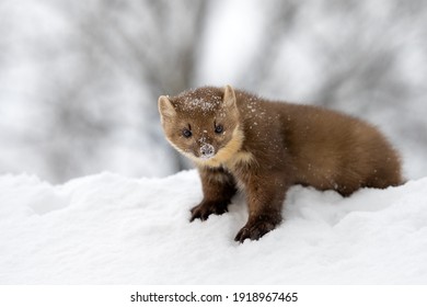 Forest marten playing on white snow.