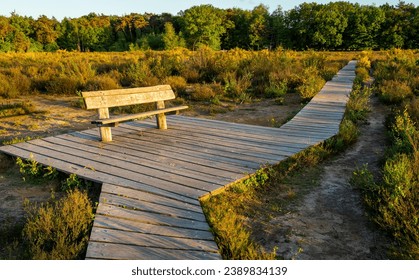 Forest Mastbos in dutch city of Breda, view of wooden decking path and the bench by sunset - Powered by Shutterstock