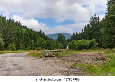 Forest Meadow Clearing Log Road Wood