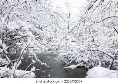 Forest and Meadow Covered Winter Snow, Massachusetts, US. - Shutterstock ID 2255432567