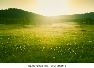 Forest meadow with fresh green grass and dandelions at sunset. Selective focus. Beautiful summer nature background. - Powered by Shutterstock