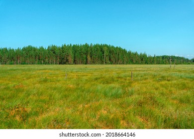 Forest meadow with tall grass, picturesque summer landscape - Powered by Shutterstock