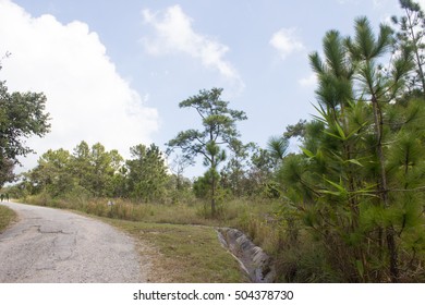 Forest Meadows