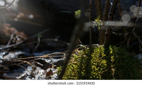 Forest Microcosm In Early Spring, Green Moss Under A Narrow Sunbeam, Defocus Lights, Background, Selective Focus. Nature, Natural Beauty, Parallel Universe Concept