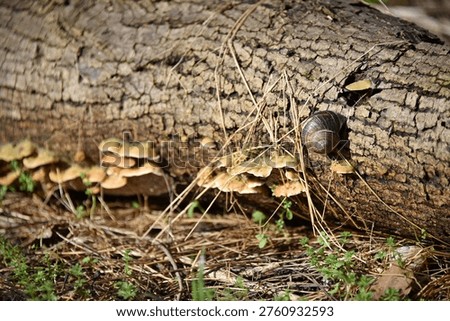 Forest microcosm a snail with a striped shell crawls along an old fallen tree groups of tinder fungi grow on the log nature flora fauna