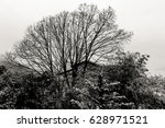 Forest in the mist

