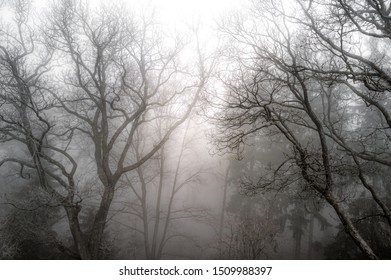 A forest in the mist - Shutterstock ID 1509988397