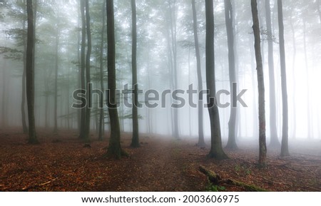 Forest with mist, Foggy woods. Nature landscape