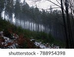 Forest with Mist in the Trees