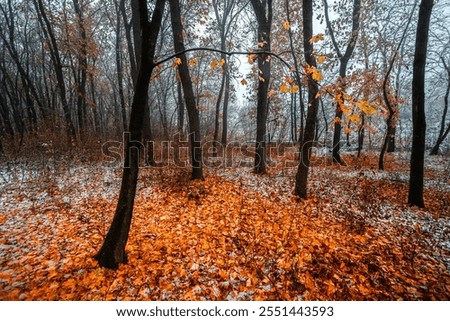 Similar – Foto Bild im Herbstwald Umwelt Natur