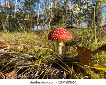 Forest Mock Up  Background With Fungus Fly Agaric Mushrooms, Fly Agaric, Fungus 