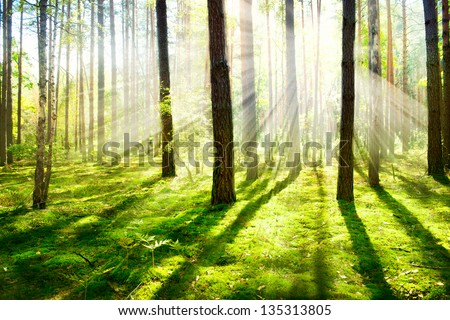 Forest. Morning Fog. Misty and Foggy Forest. Old Trees